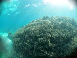 Extensive growth of Acropora yongei coral at Rottnest Island, WA. Credit: Claire Ross