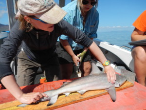 Measuring the shark before release