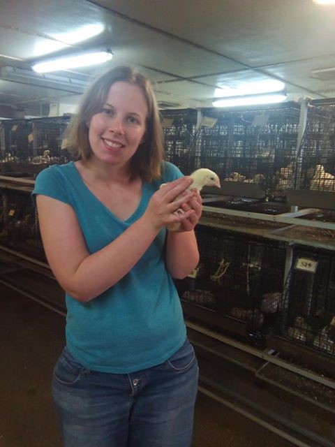 Amy holding a one-and-a-half-week-old chick at one of the research facilities. (Credit: Poultry Research Foundation, University of Sydney)