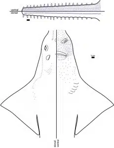 Sawfish schematic