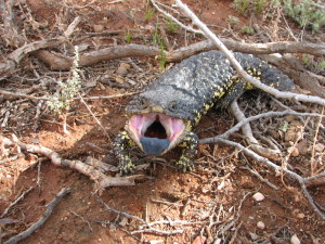 Bobtail lizards (Tiliqua rugosa) avoid their relatives