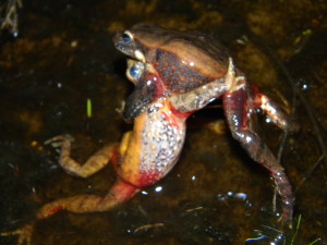 Two large males of the Australian quacking frog (Crinia georgiana) wrestling for a territory