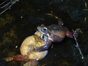 Two large males of the Australian quacking frog (Crinia georgiana) wrestling for a territory