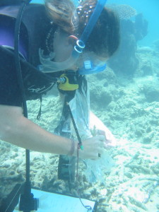 Zoe collecting samples for further molecular analysis. Photo WA Museum