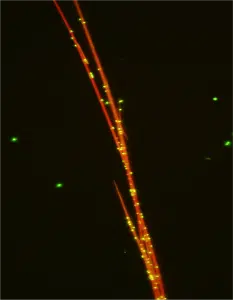 Magic crystal (red) with microbes (green)
