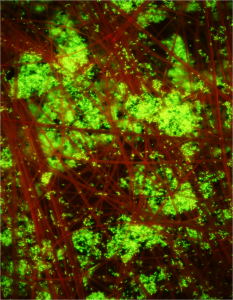 Magic crystal (red) with microbes (green)