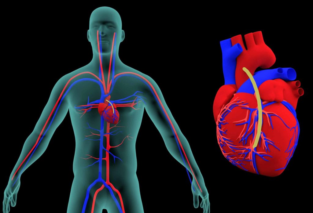 Diagram of person with veins next to anatomically correct heart
