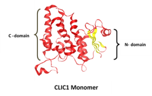 CLIC1 protein structure