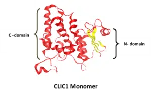 CLIC1 protein structure