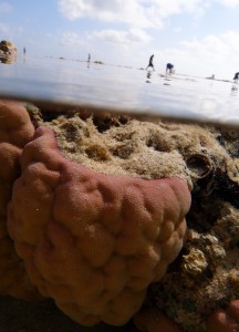 Porites lutea submerged in a shallow pool over low tide. Photo Zoe Richards