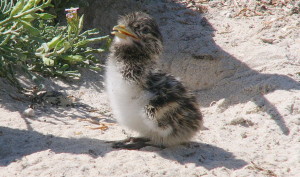 Crested tern chick less than 1wk old. Credit: Lachlan McLeay
