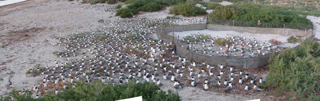 Crested tern colony and a breeding success experiment. Lachlan McLeay