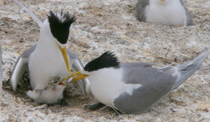 Crested tern parents feeding their chick. Credit: Lachlan McLeay
