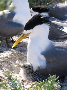 Crested tern with chick (less than 1wk old). Credit: Lachlan McLeay