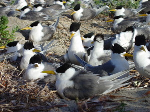 Crested terns nesting on Troubridge Island. Credit: Lachlan McLeay