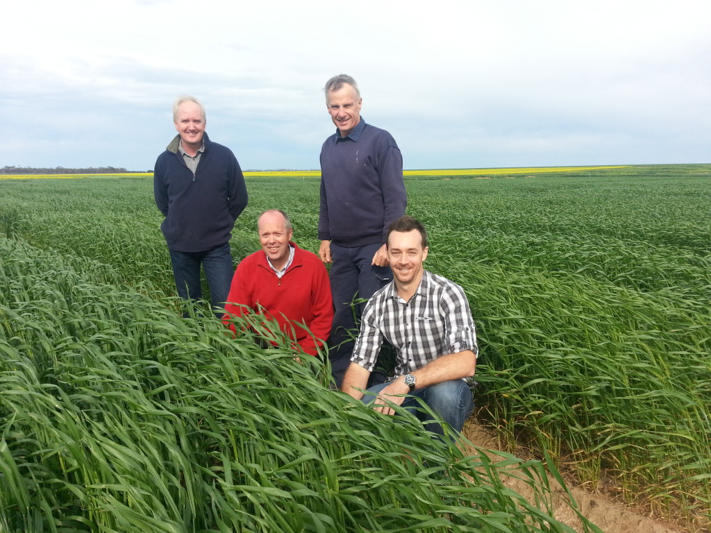 Team at the Inverleigh field trial site: L-R Dr Mark Dieters, Philip Jobling (Grainsearch), Rowan Peel (local Inverleigh wheat grower), Dr Lee Hickey (3264x2448, 2MB)