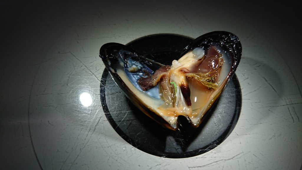Microplastics in mussel stomach lores