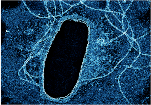 Fotoflexer-edited transmission electron microscope micrograph of Microvirga lotononidis strain WSM3557