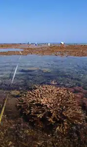 Western Australian Museum scientists surveying intertidal marine life in Kimberley