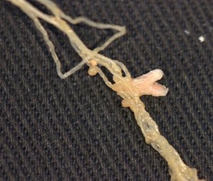 Lebeckia Root nodule