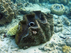 Giant clam. Credit: Sue-Ann Watson