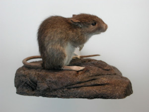A specimen of the Pacific rat (Rattus exulans) Credit: Cliff