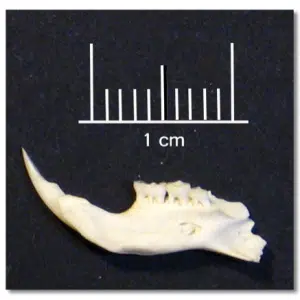 Pacific rat’s jaw single tooth to retrieve DNA. Credit: V. Thomson