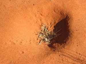 Bilby digging with trapped leaf litter and seed. Credit: Alex James