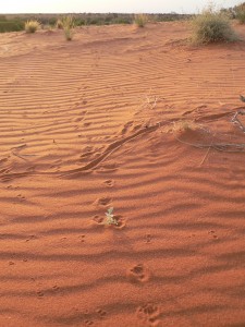 Bilby tracks with seedling at Arid Recovery. Credit: Alex James