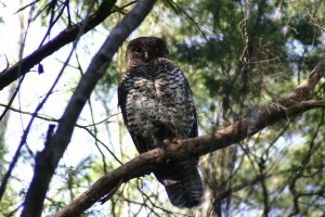 Male powerful owl in Warrandyte State Park. Credit: Fiona Hogan, Deakin University